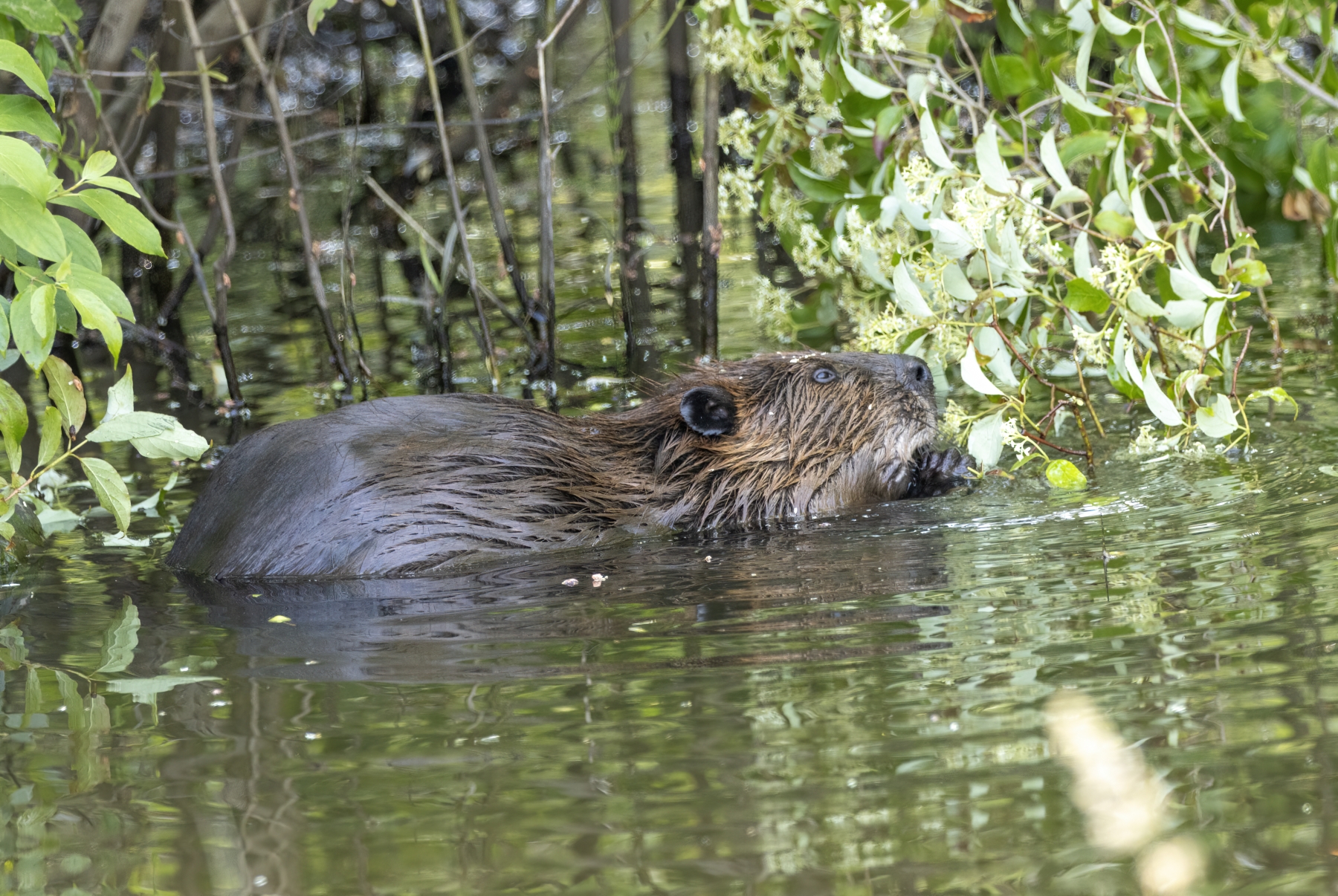 Beaver, Bristol Vermont